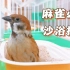 麻雀洗沙浴，自然界的神奇清洁方法！
