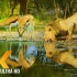 【8K】超高清非洲野生动物｜Amazing Wildlife of Botswana
