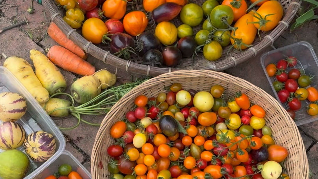 把吃不完的五颜六色番茄摘了去摆摊，刚出摊就光桌了。