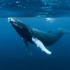 【增压视频】 - 鲸鱼之歌1小时- 可能会引起深海恐惧症