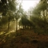【UE5】虚幻5(附调光参数)畅享清晨树林的第一缕阳光-