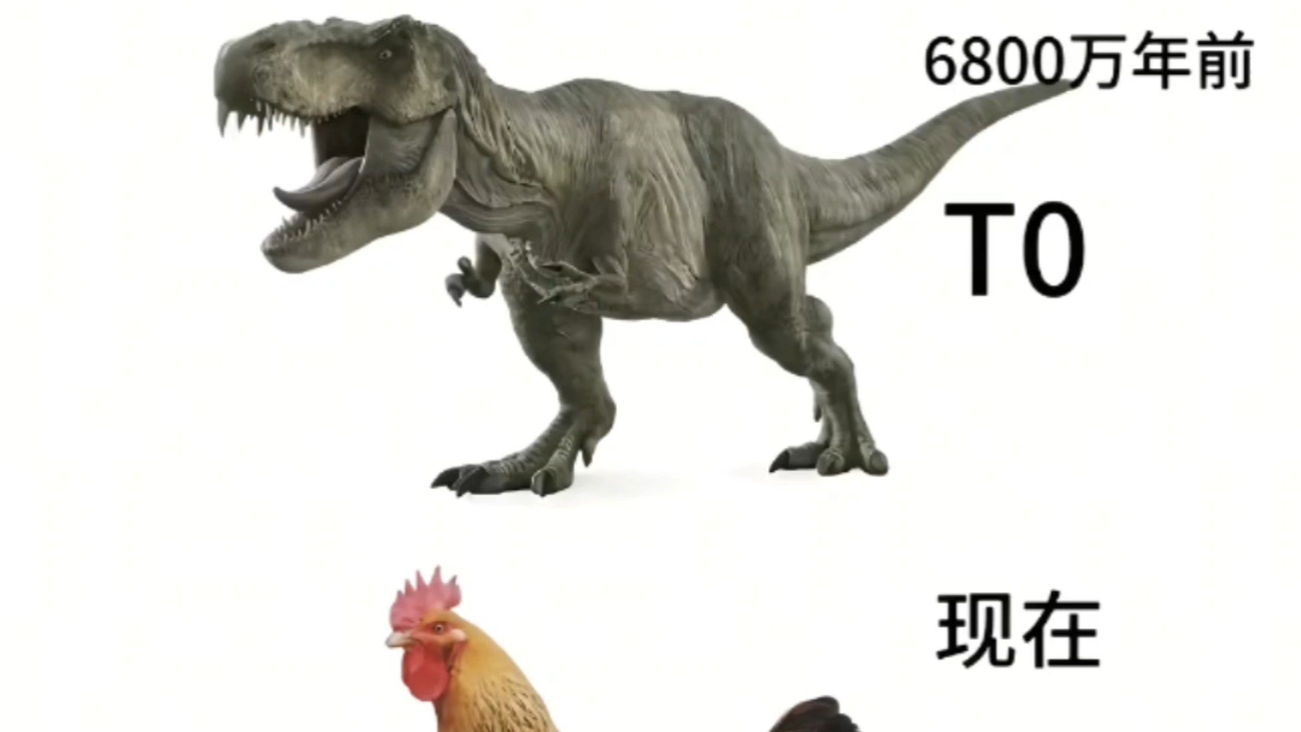 为什么有人觉得鸡的祖先是霸王龙？