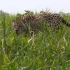 【纪录片】鳄鱼猎手：巴西湿地的美洲虎-he Caiman Hunters: Jaguar, Brazilian Wetl