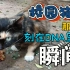 记录生活vlog 56 国庆快乐 校园里超级粘人的猫猫星人 满足撸猫心愿