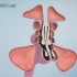 鼻窦炎和鼻窦手术(气球窦成形术和内窥镜鼻窦手术)