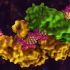 【分子生物学动画】DNA聚合酶 DNA Polymerase（中英双字幕）