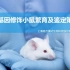 基因修饰小鼠饲养繁育及基因型鉴定策略解析