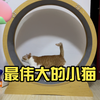 最伟大的小猫