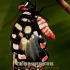 马达加斯加岛上的最大蝴蝶！安忒诺尔燕尾蝶身世至今为谜！