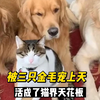 流浪狸花猫小宝，被三只金毛狗哥们宠上天，活成了喵界的天花板