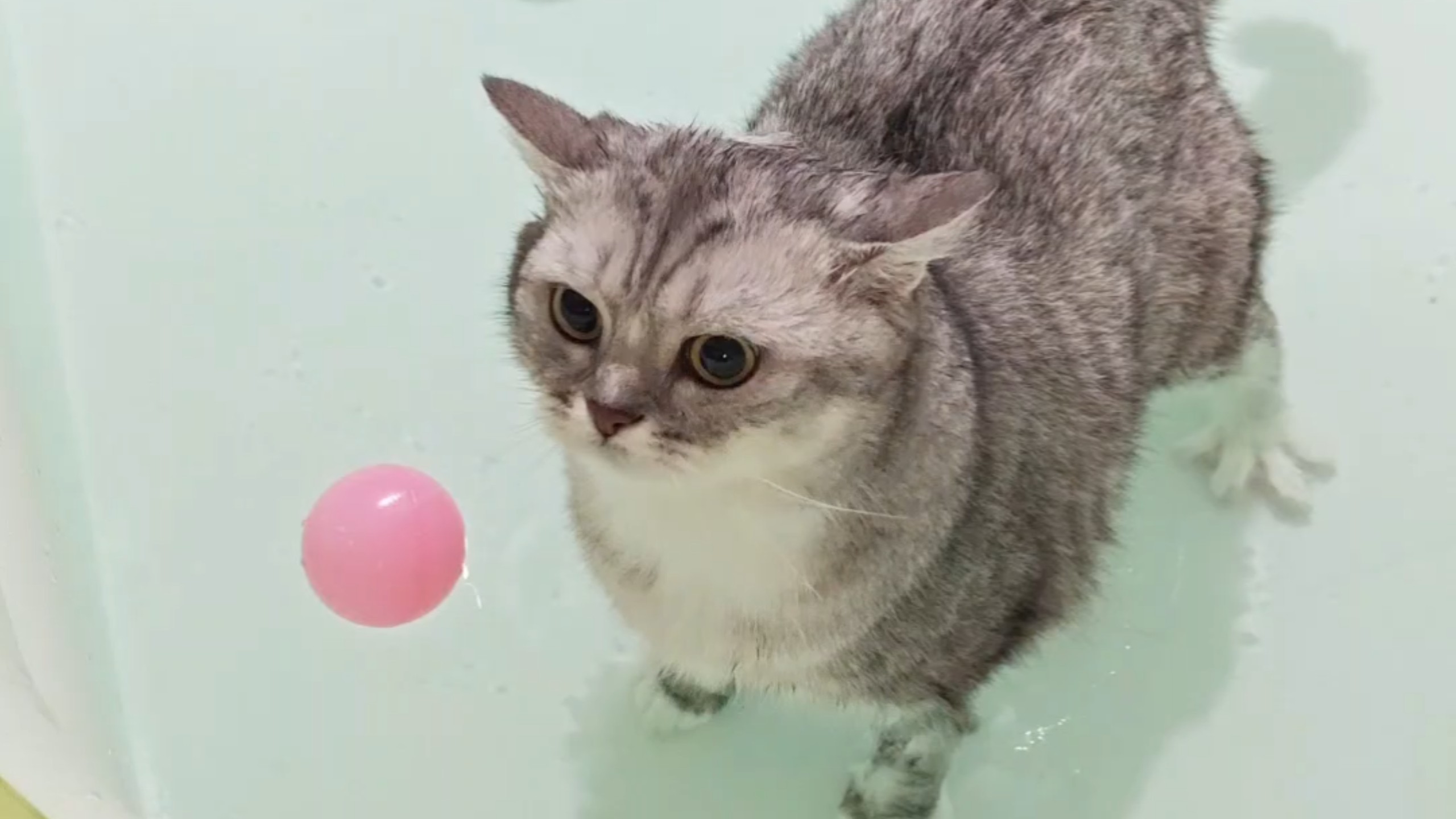 给小猫买了个泳池！结果泳池变浴池