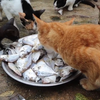 猫吃鱼，今天它们太有口福了