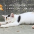 【气质超群】小白——寺院里猫的一生是什么样子的？