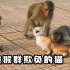 猴群进入城市后，疯狂攻击可怜的小猫，看得太让人心疼！