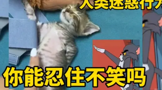 人类迷惑行为 能忍住不笑吗