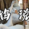 鹅说 高清无码尊享版