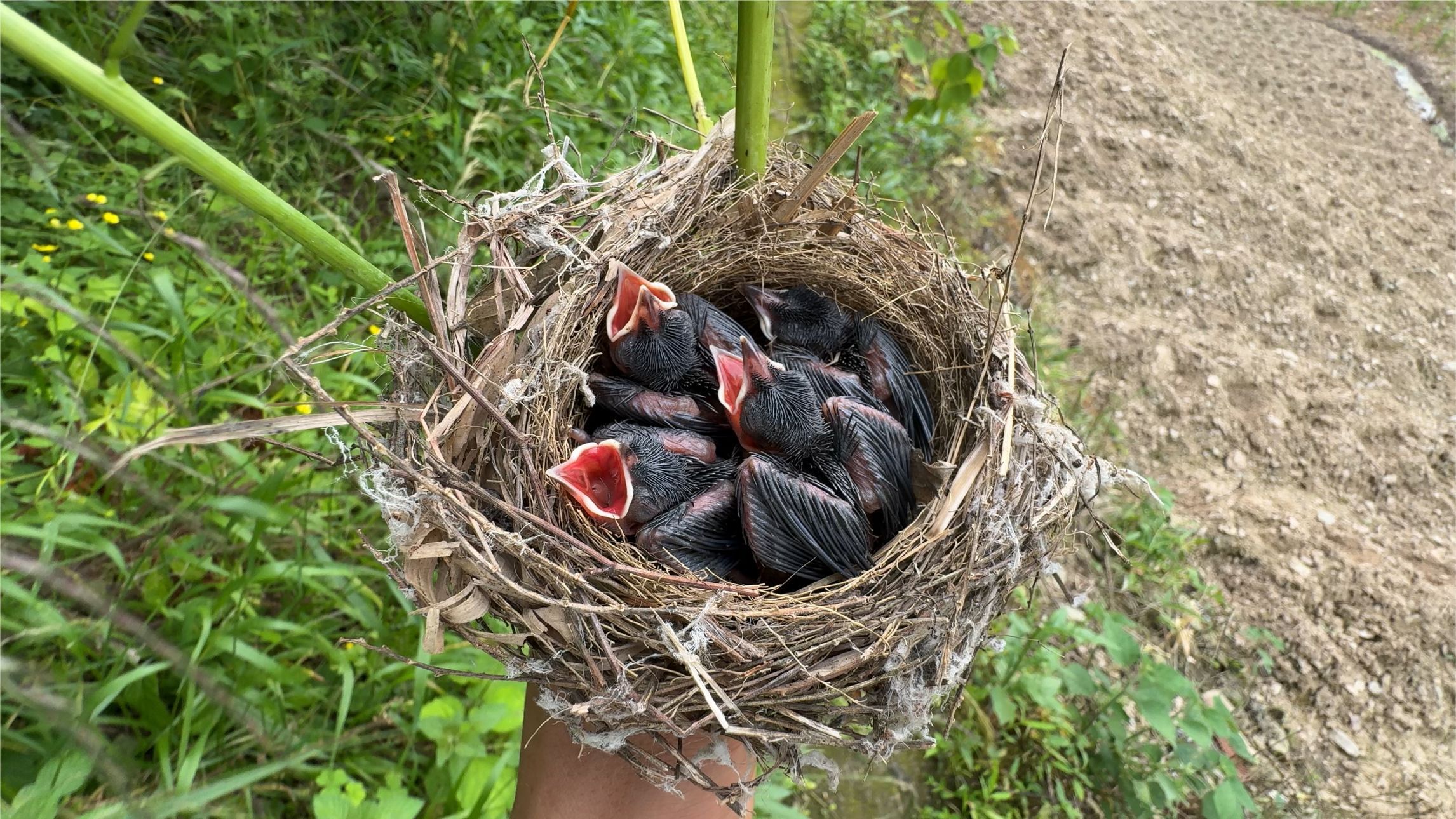 收割油菜时遇到一窝小鸟，救下它们养大后放生