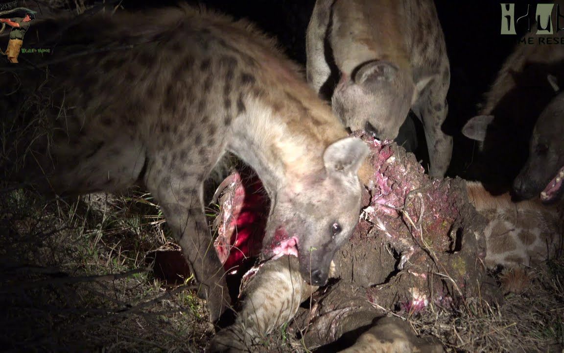 【动物吃播】嘎嘣脆  斑鬣狗啃食长颈鹿，咀嚼音比余多多直播都带劲！