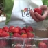 了不起的现代设施农业  温室草莓种植NGS Stawberry (Portugal) English