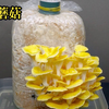 蘑菇是怎么生长的？（全过程