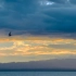 可鲁克湖上的飞鸟