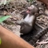 处于死亡边缘的小猴被救