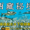 西藏秘境|超长的水下生境集锦，可以做屏保了! 有纳木措、羊卓雍措、思金拉措、定结湿地和白朗沟