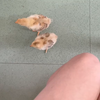 小鸡鸡。好想你