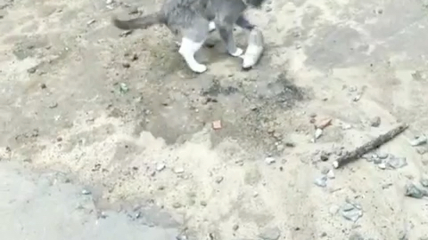 猫和老鼠 哔哩哔哩 つロ干杯 Bilibili