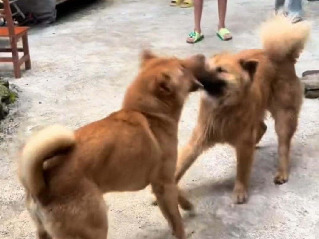 两只狗为了讨好小主表演如此敷衍