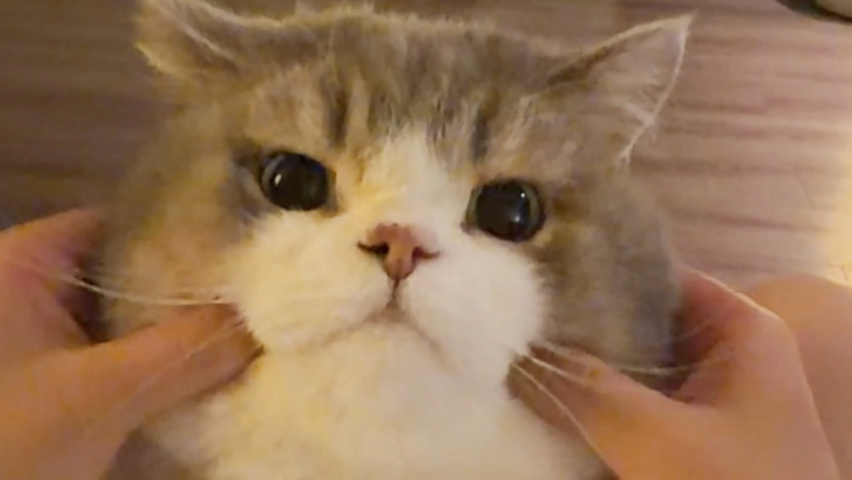 猪系小猫喜欢吗？