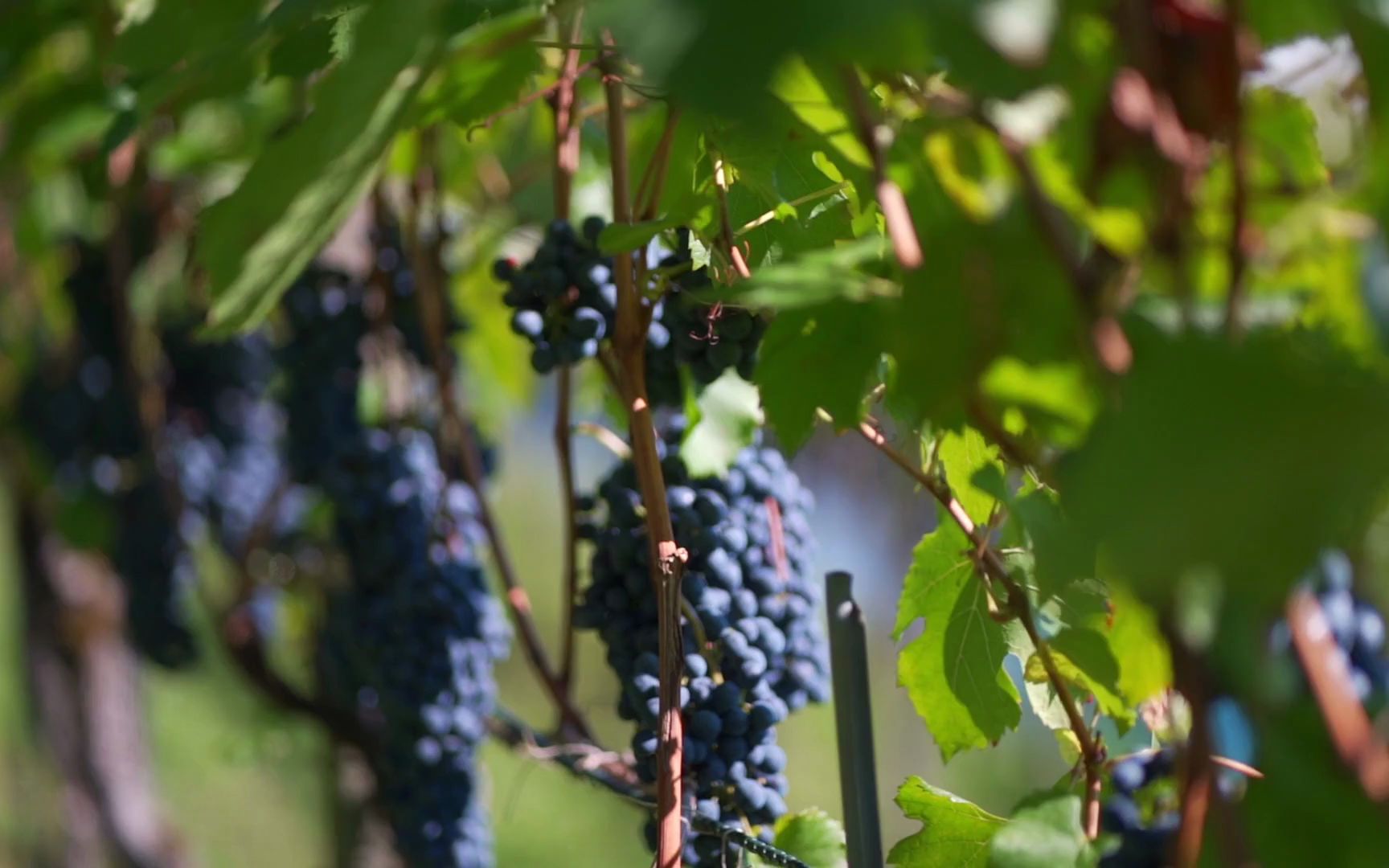 空镜头视频 植物葡萄水果食物 素材分享