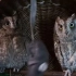 两只红角鸮 娜塔莉娅鹰馆系列 2020-10-21 17.53.40