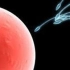 受精和胚胎发育
