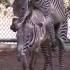 【动物世界】斑马的交配过程