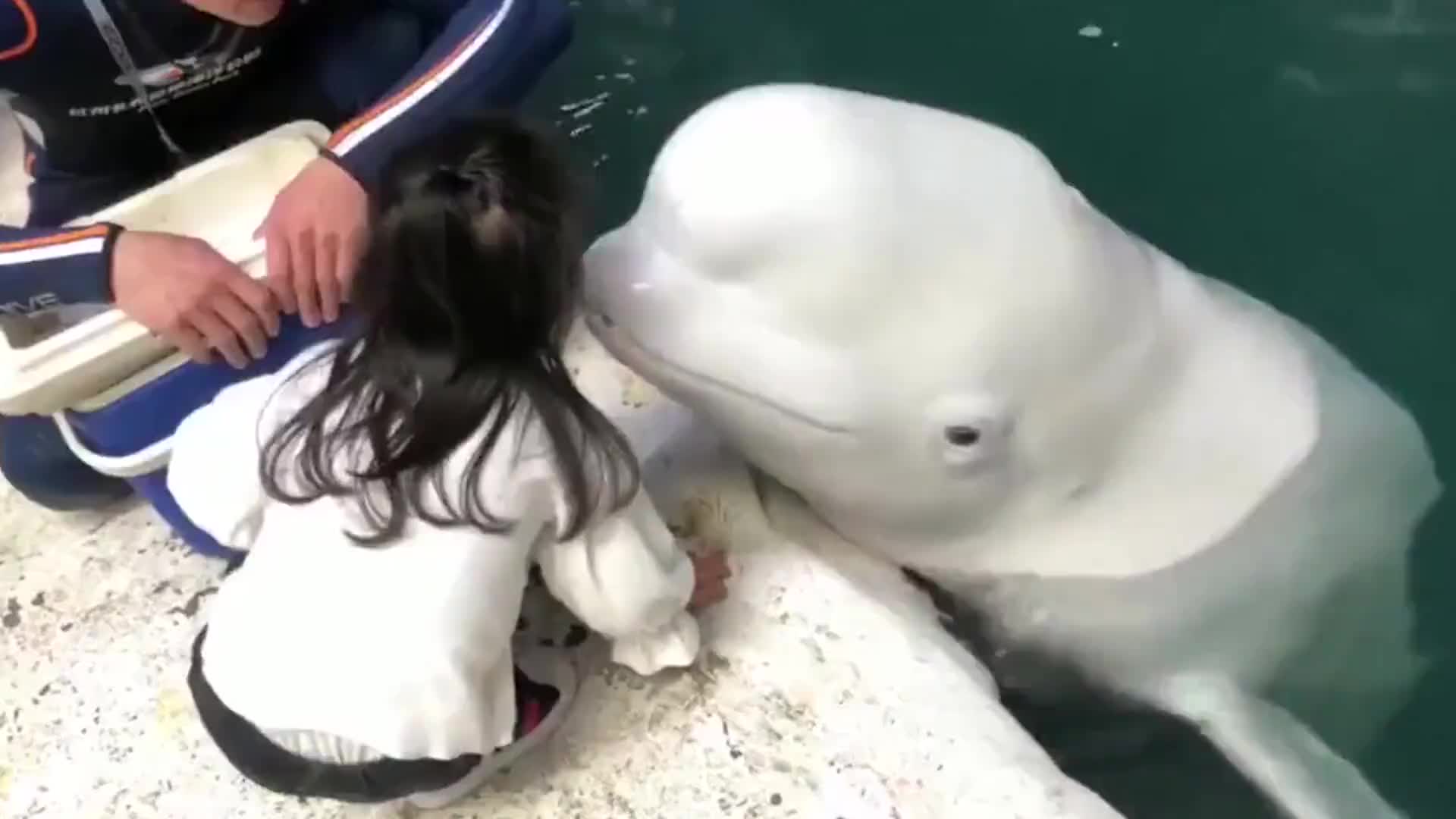 白鲸亲了小女孩一口，下一秒小女孩反应，实在太暖心了！