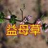 女人草——益母草，可治妇女闭经，痛经，月经不调，产后出血过多，子宫收缩不全，恶露不尽，赤白带下
