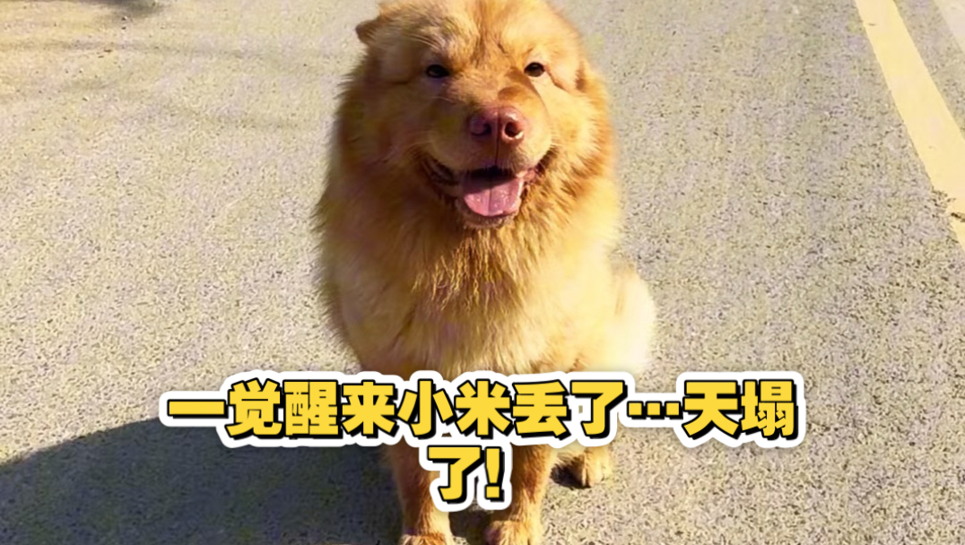 一觉醒来小米丢了…天塌了！