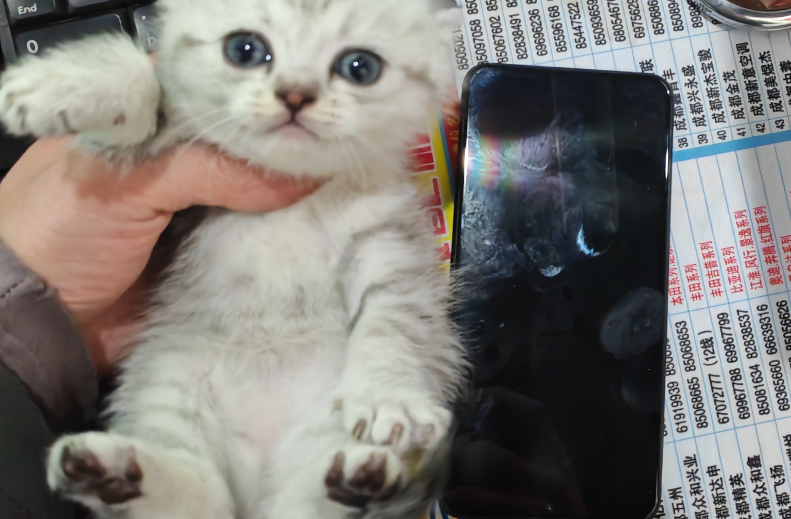 外面的猫偷摸进屋咬死了我两只小猫，受够了，流浪猫和放养的以敢后进门就打。
