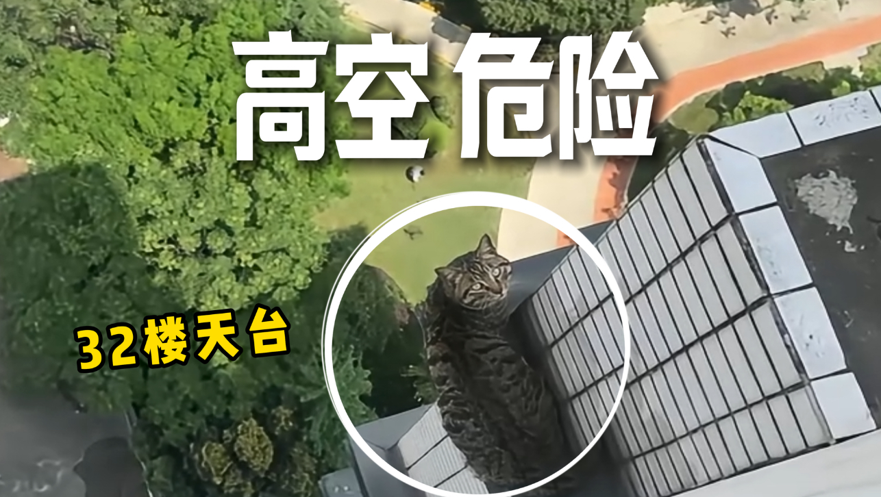 狸花被困32楼天台，摇摇欲坠！