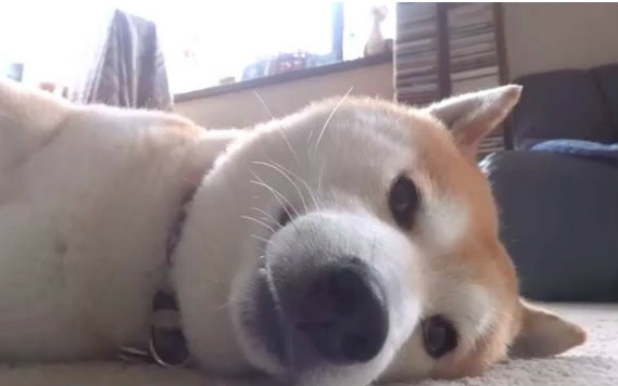 【没人和我玩】柴犬贯太被无视了