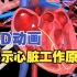 国外3D动画展示心脏工作的原理，看看血液如何在心脏和身体各部位流动的，中英字幕