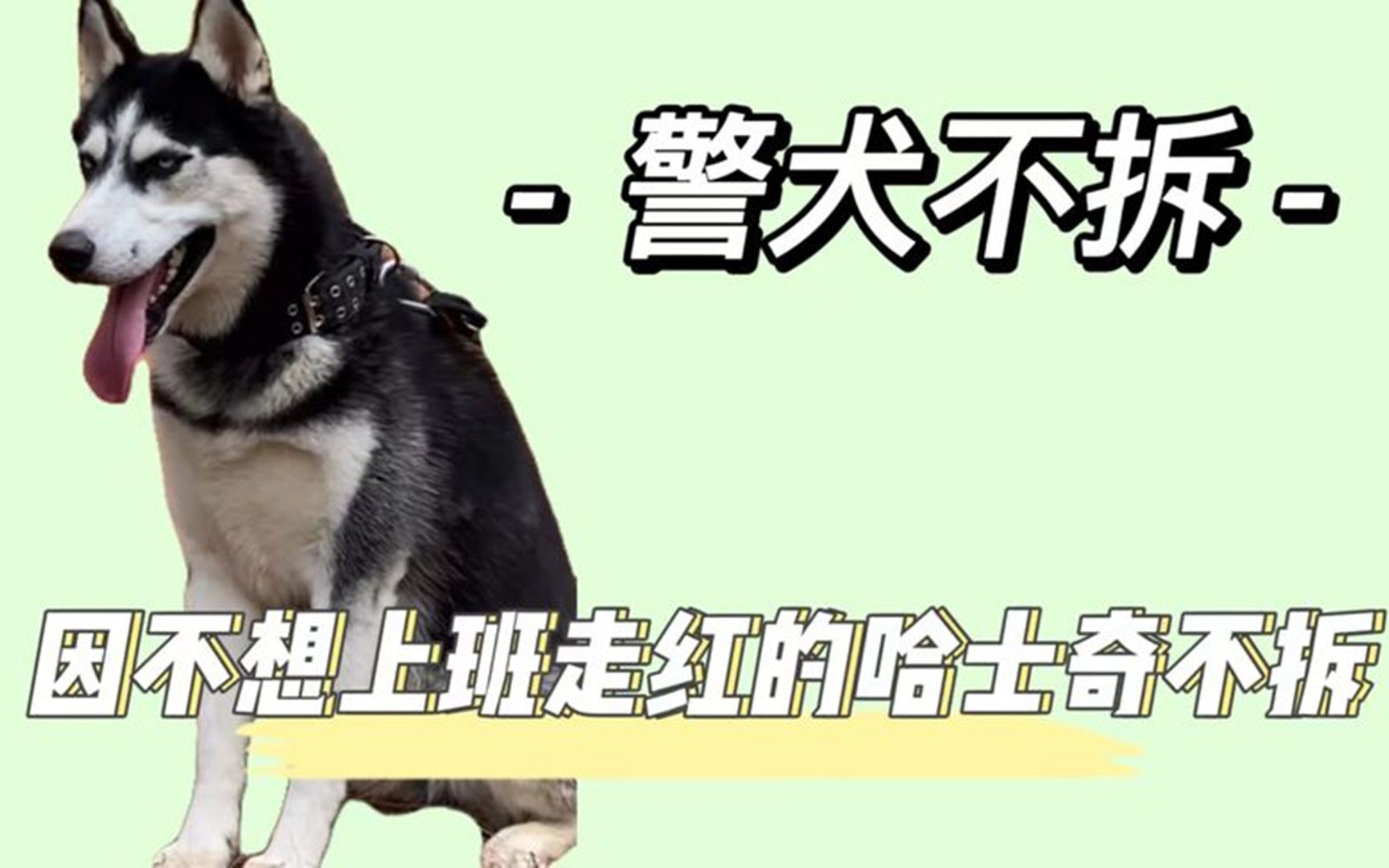 警犬不拆:哈士奇入伍当警犬,天性难改有个性,因不想上班走红