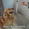 金毛好不好养，怎么样养金毛，养金毛需要注意什么呢