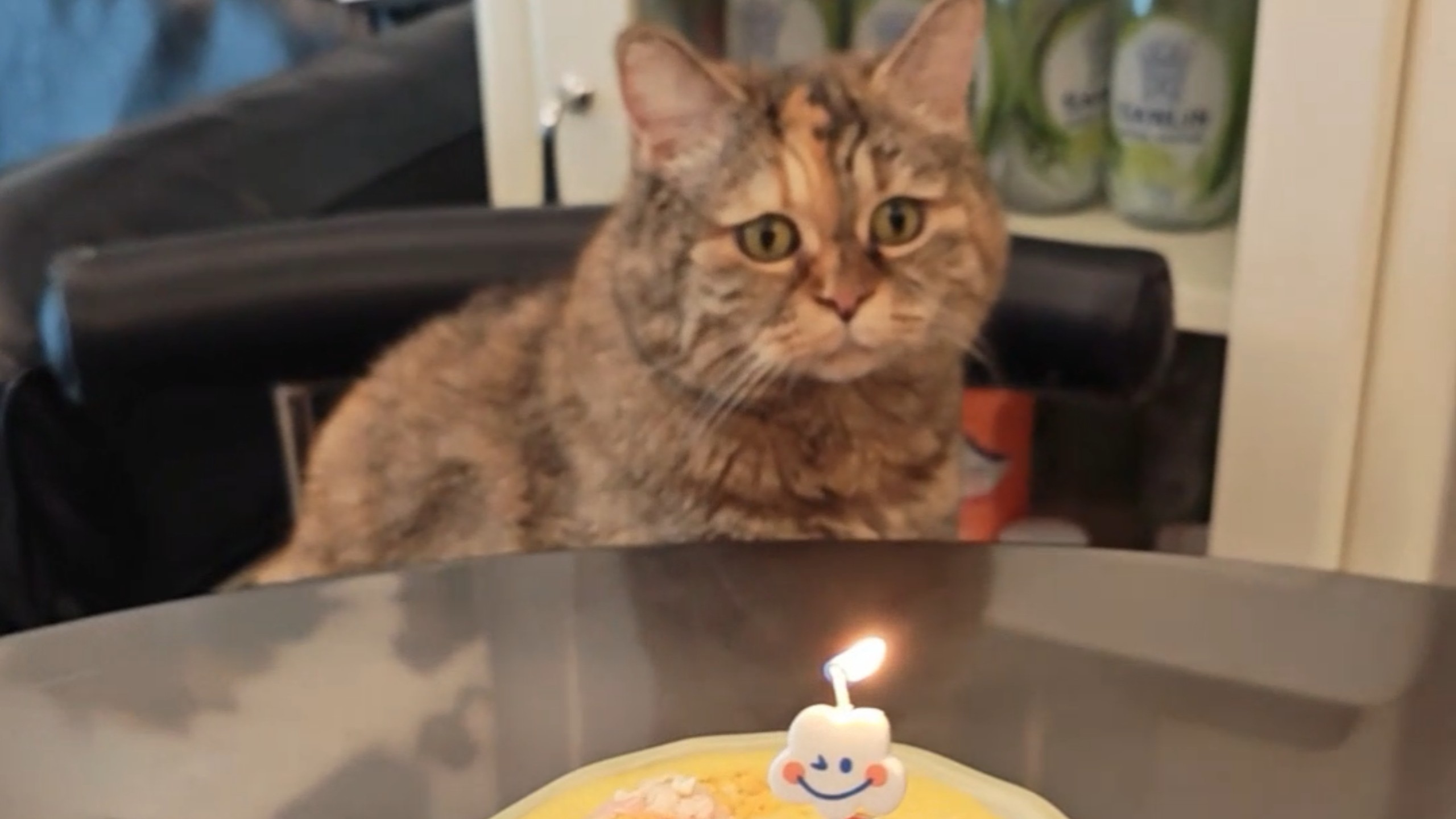 当猫8年了，麻麻给我做了虾仁蛋糕！