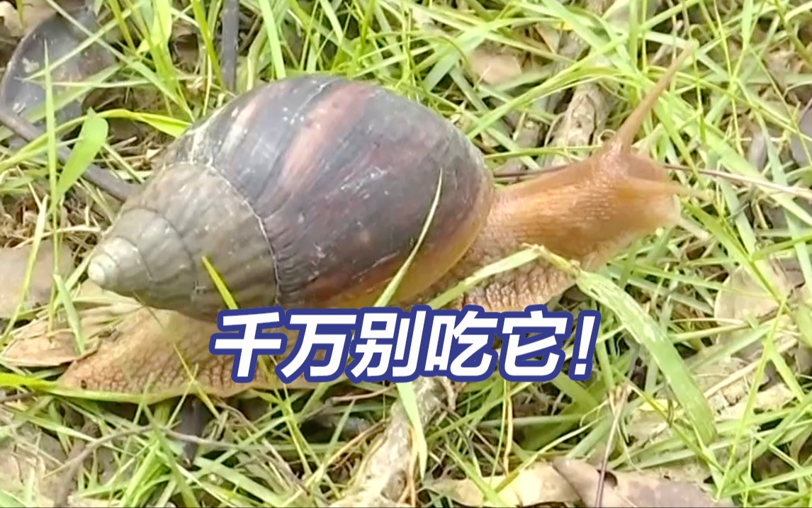 别碰别吃！广东雨后出现非洲大蜗牛