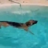 【狗剩游泳】狗剩在新狗舍的第一天