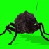 【绿幕素材】B站最全动物类型绿幕素材《 昆虫，臭虫，蟑螂》高清画质，无水印！