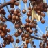 新疆野外沙枣树上的果实，初春时拍摄的
