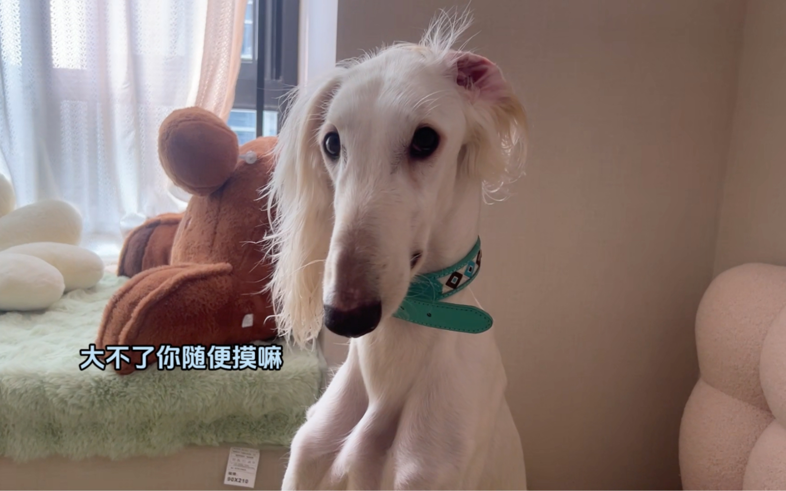 上门遛狗第72单，纯正中国血统仙女狗！真的太美啦！